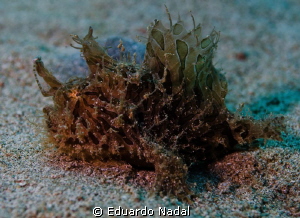 Hairy Frogfish D7000, inon z240, s2000, 60m teleconverter... by Eduardo Nadal 